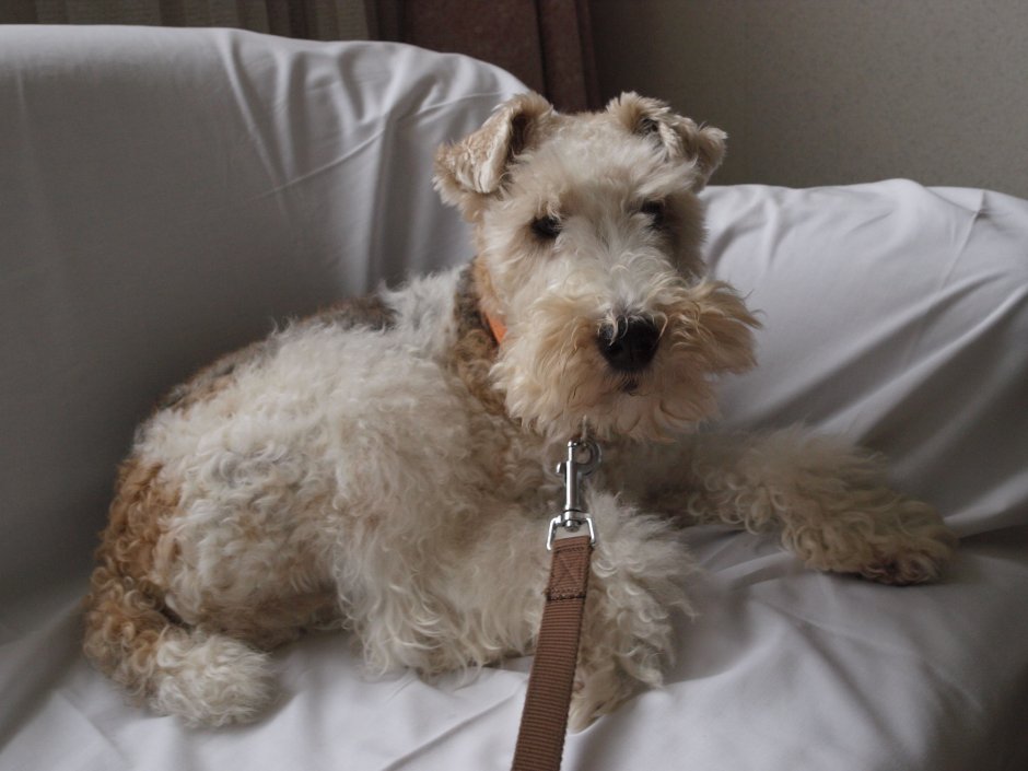 Эрдельтерьер и Фокстерьер