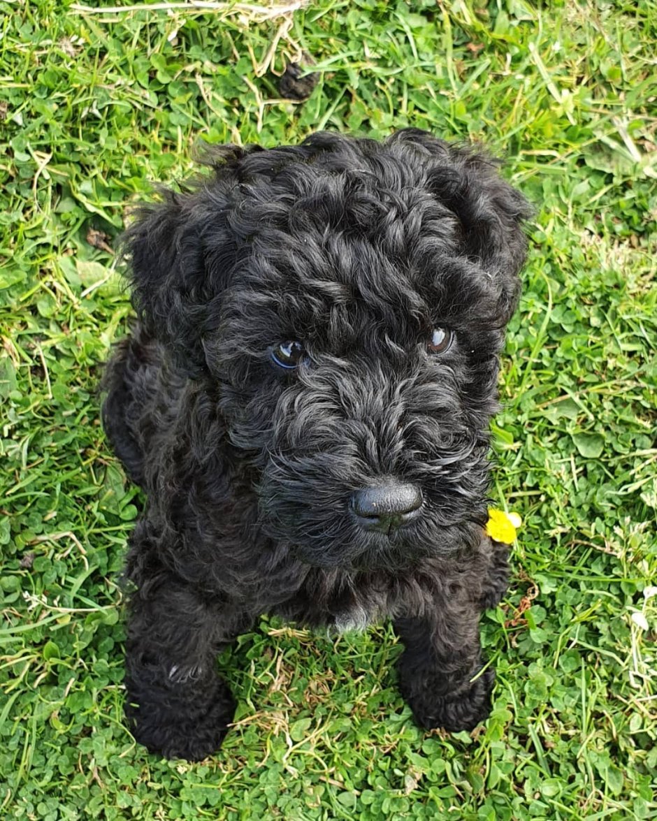 Керри Блю терьер черный