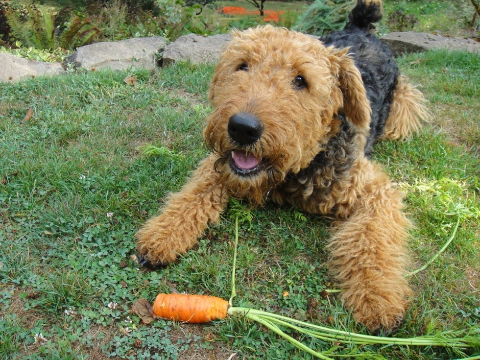Кучерявый терьер
