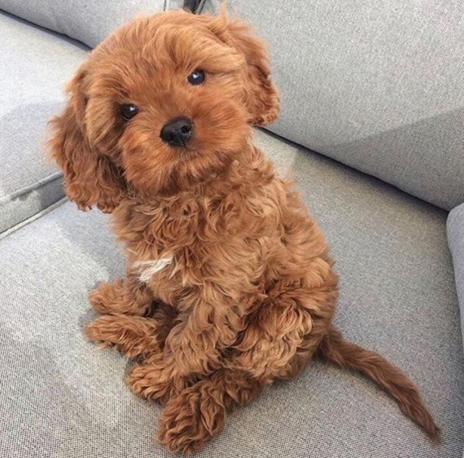 Карликовый пудель мальтипу