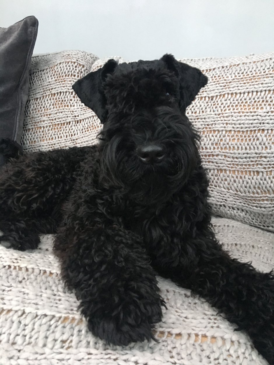 Керри Блю терьер щенки