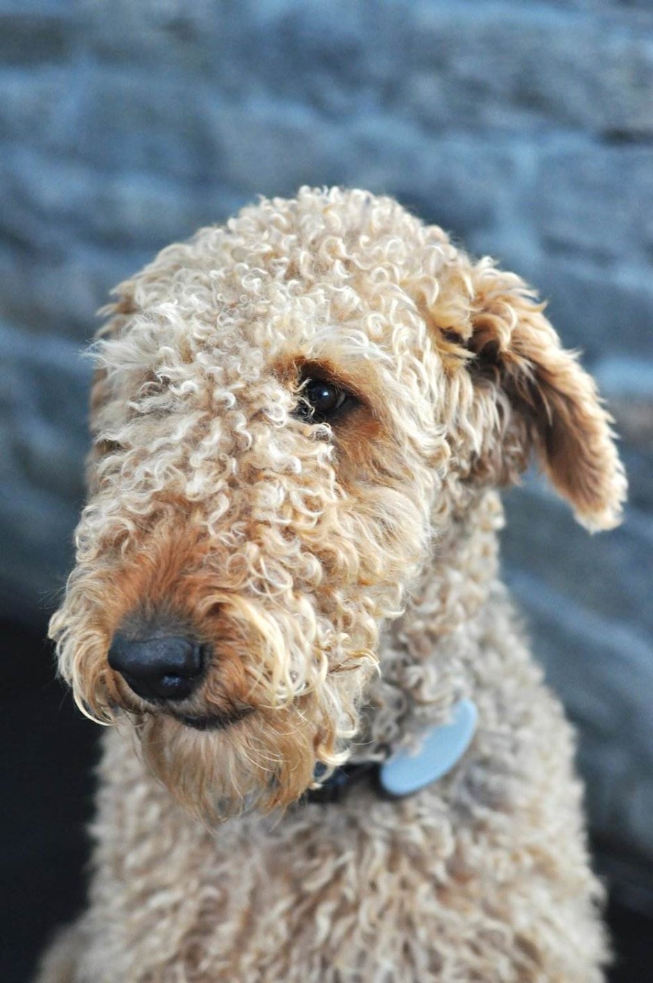 Терьер кудрявый