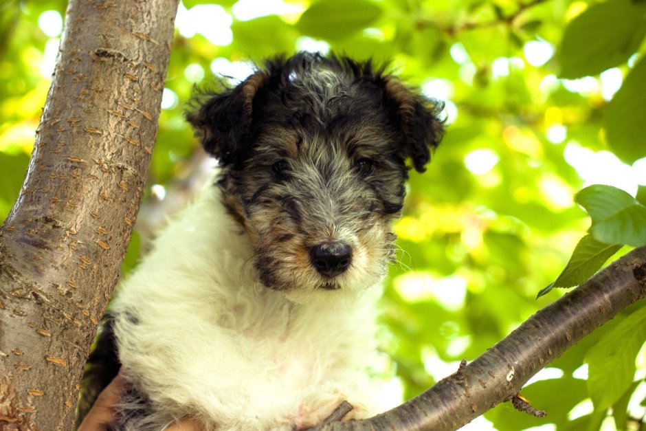 Лейкленд терьер кудрявый