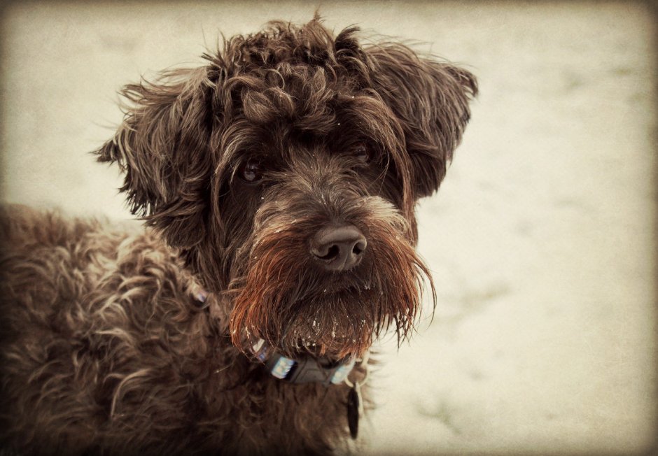 Шнауцер кучерявый терьер