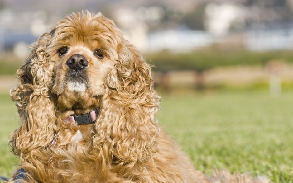 Американский кокер спа