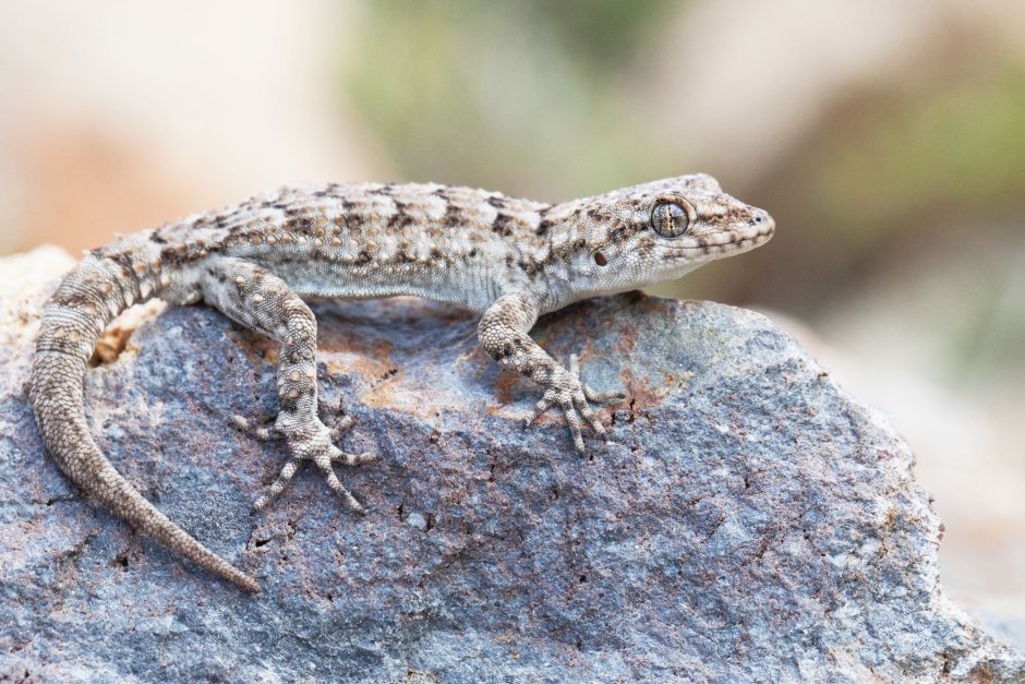 Степная агама (Trapelus sanguinolentus)