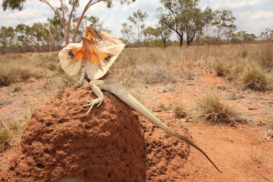 Agama sanguinolenta – Степная агама