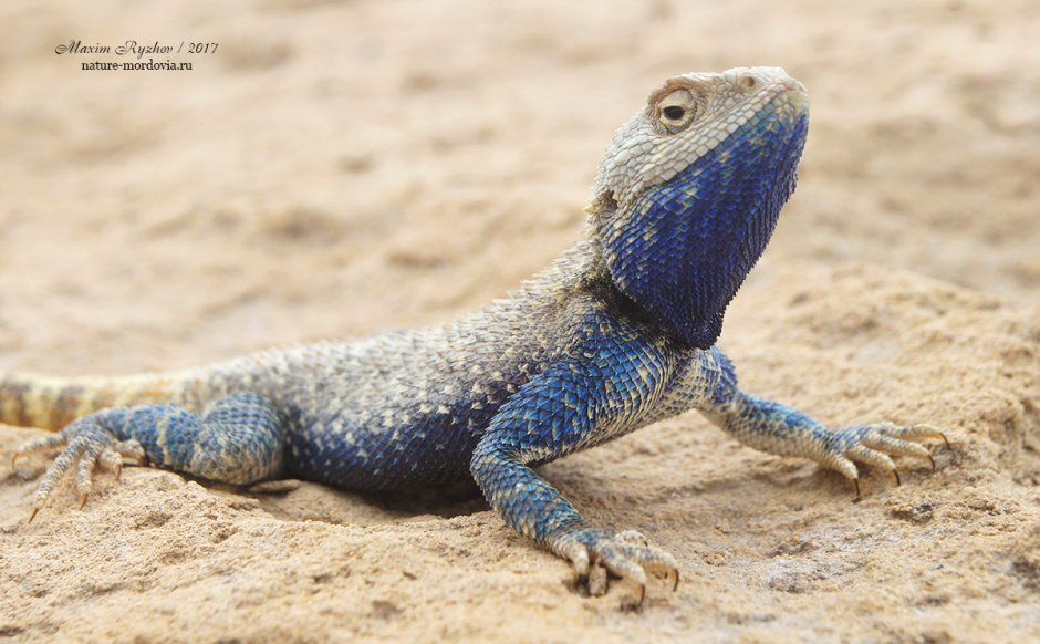 Trapelus sanguinolentus