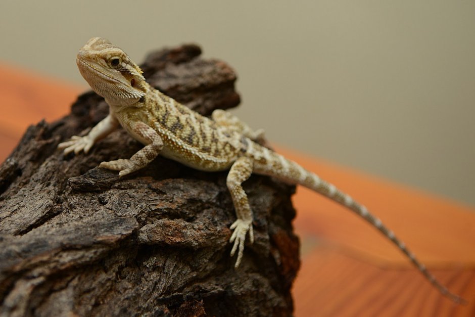 Baby Lizard