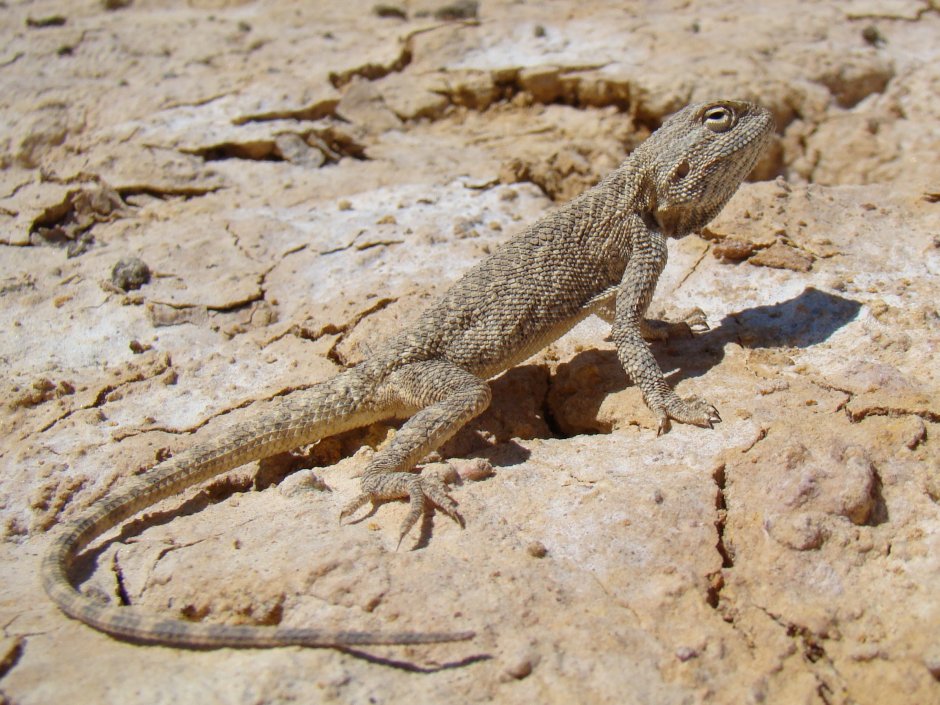 Живородящая ящерица (Lacerta vivipara)