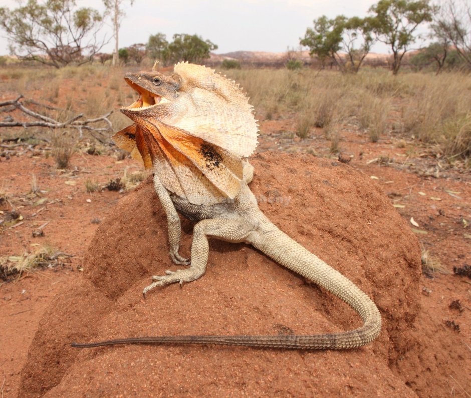 Lizard Legs