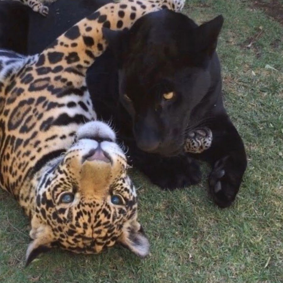 Пума Ягуар пантера