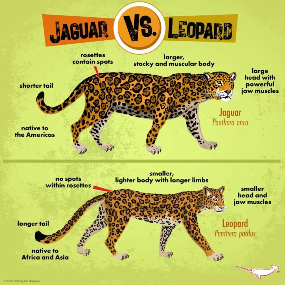 Пара пантера и тигр