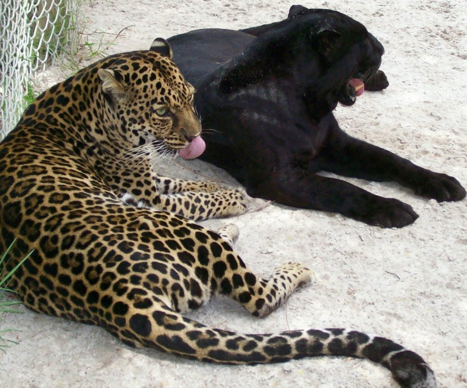 Пума Ягуар леопард пантера