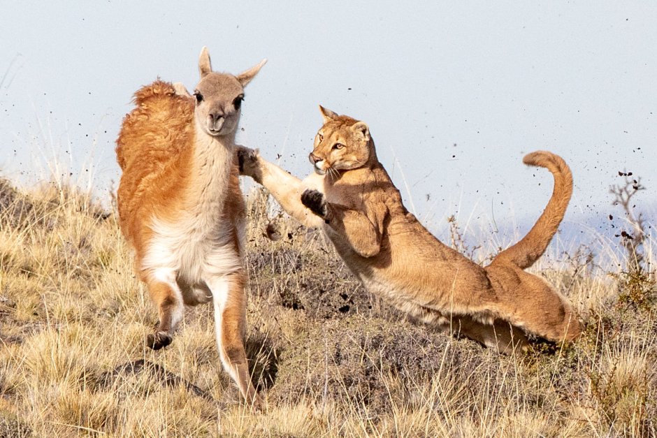 Лев меланист и Лев альбинос