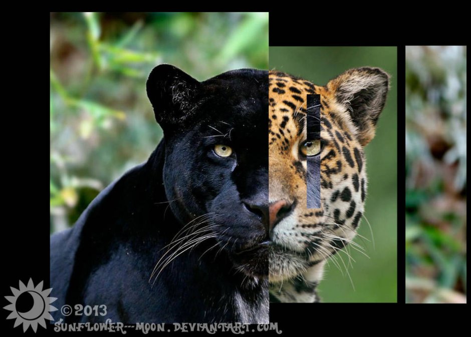 Саблезубый леопард Смилодон