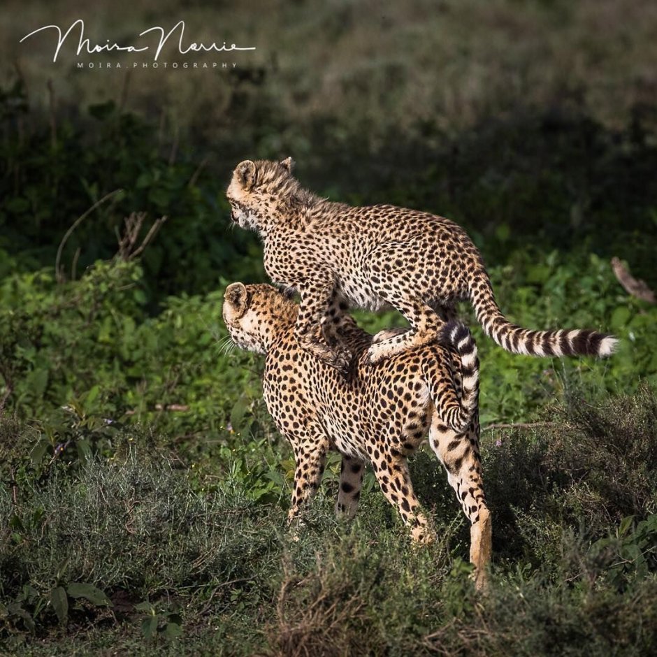 Гепард и пантера