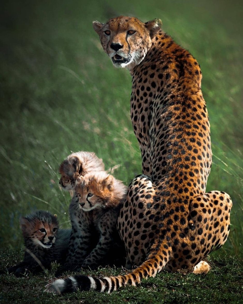 Леопард Ягуар пантера