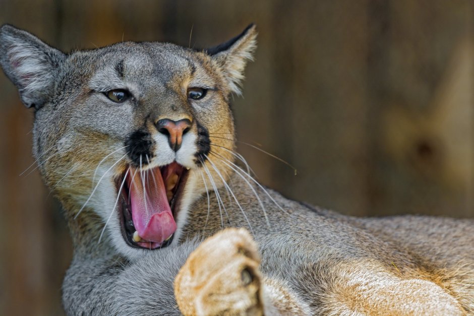 Ягуар леопард Пума