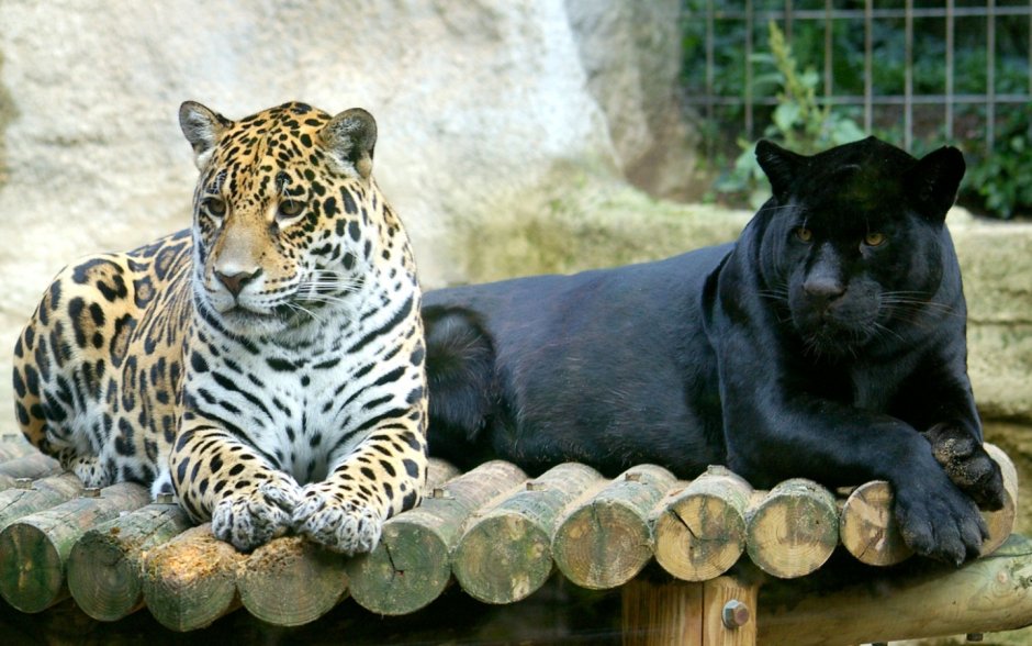 Бразилия Ягуар против крокодила