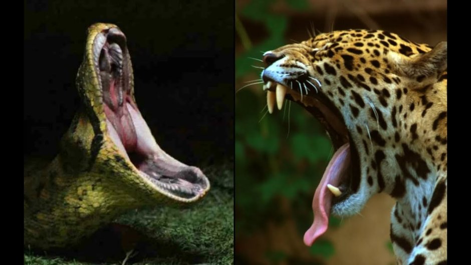 Ягуар меланист