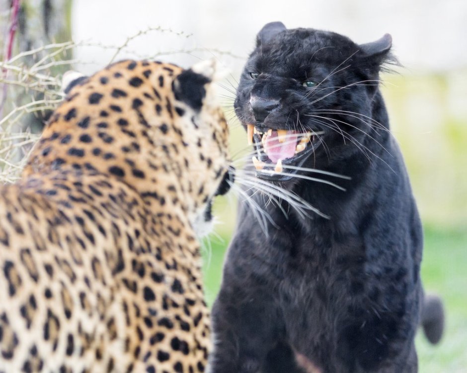 Пантера Пума Ягуар гепард