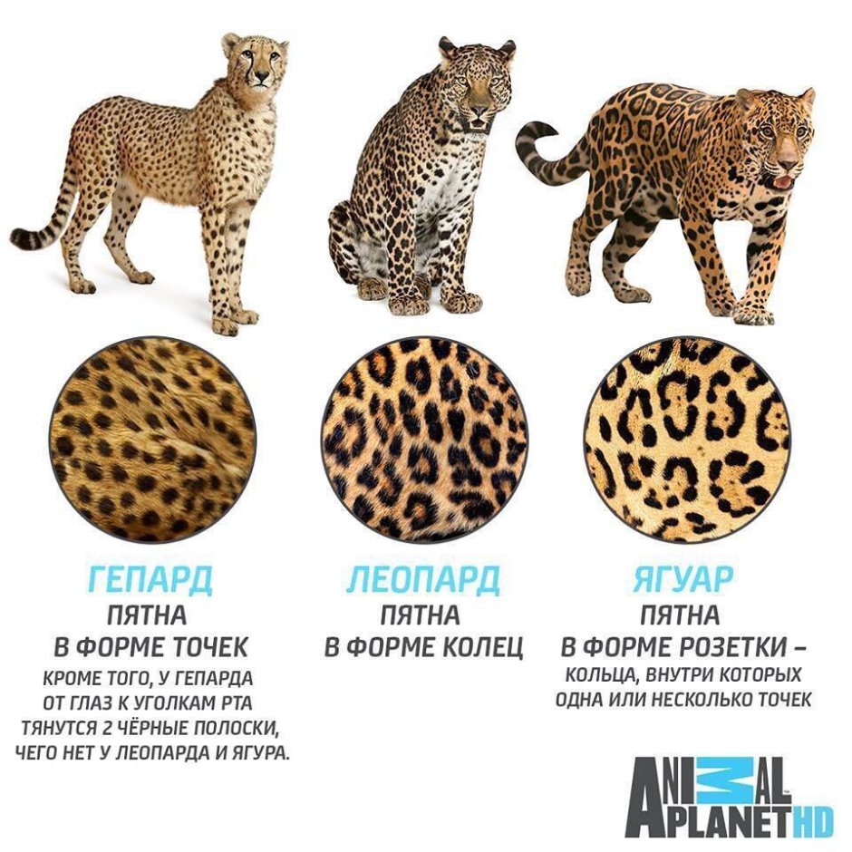 Флоридская Пума охотится