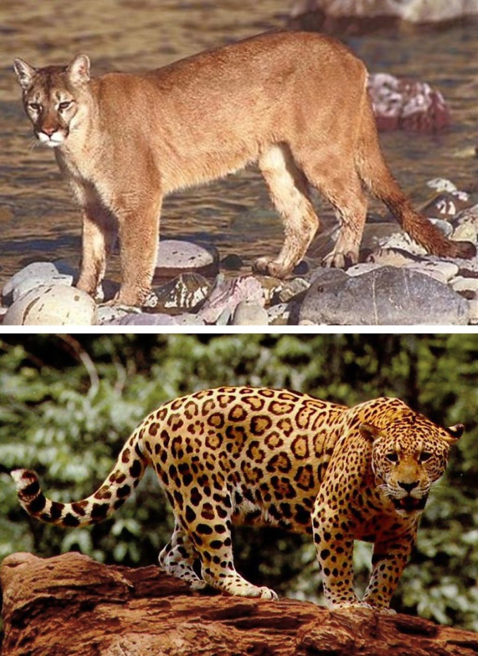 Гепард меланист