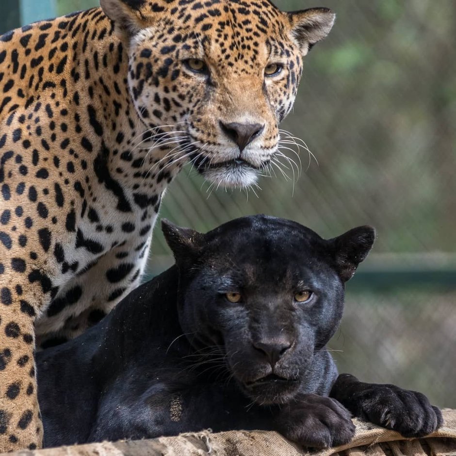 Ягуар леопард гепард Пума Барс