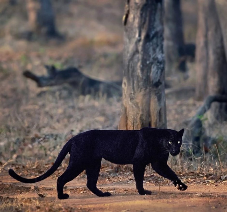 Леопард гепард Ягуар пантера отличия