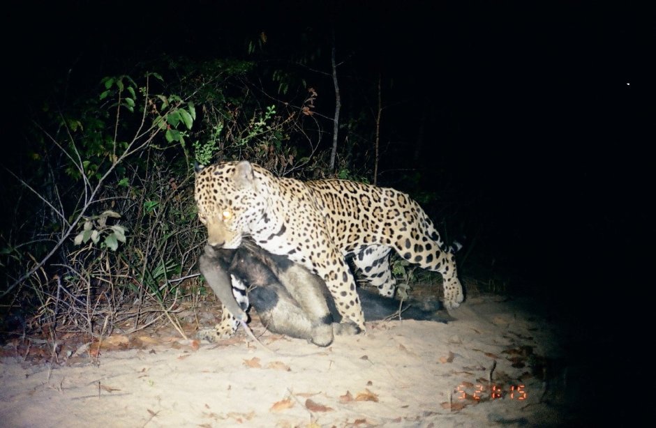 Гепард леопард Ягуар Пума пантера
