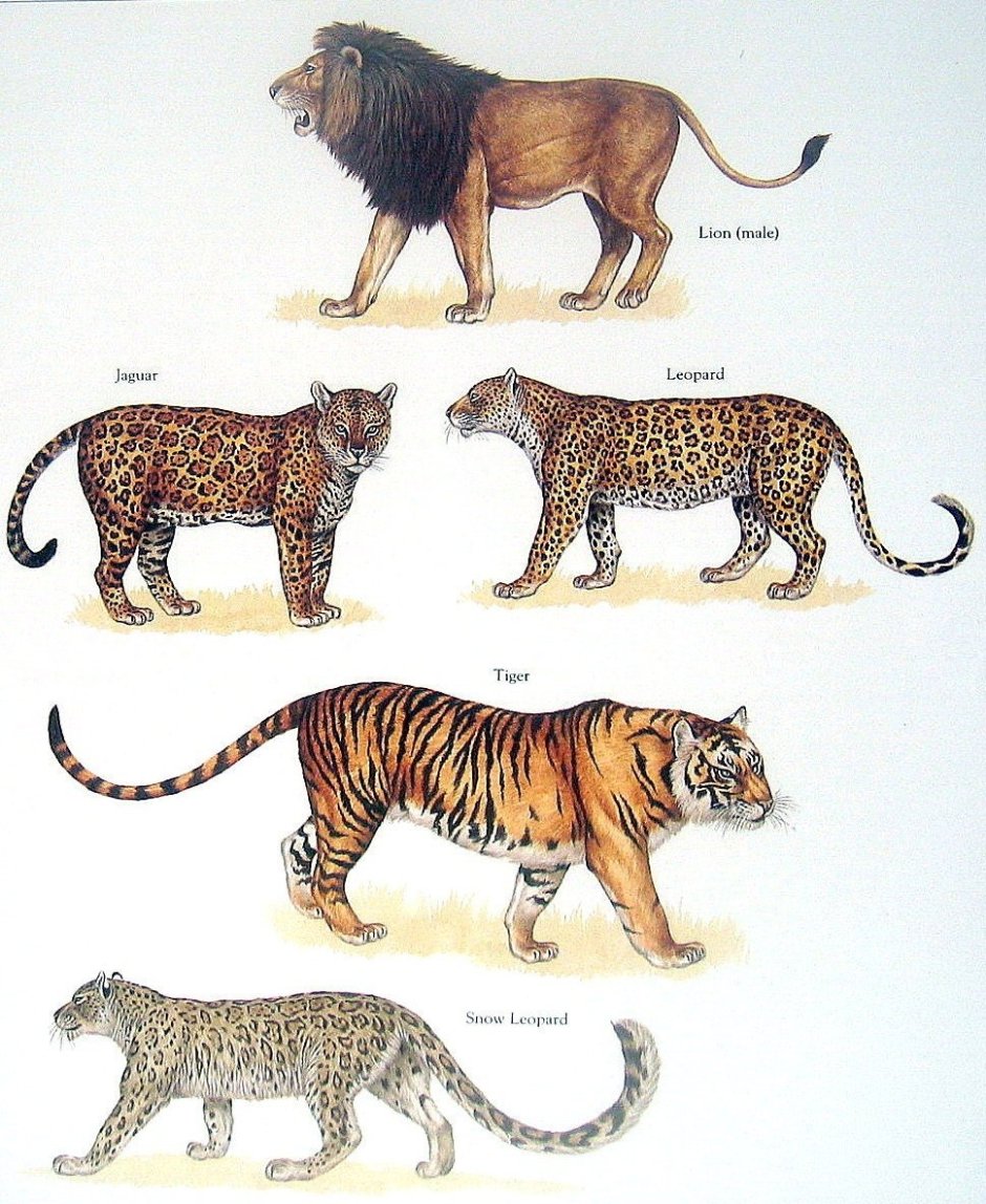 Как выглядит хвост леопарда