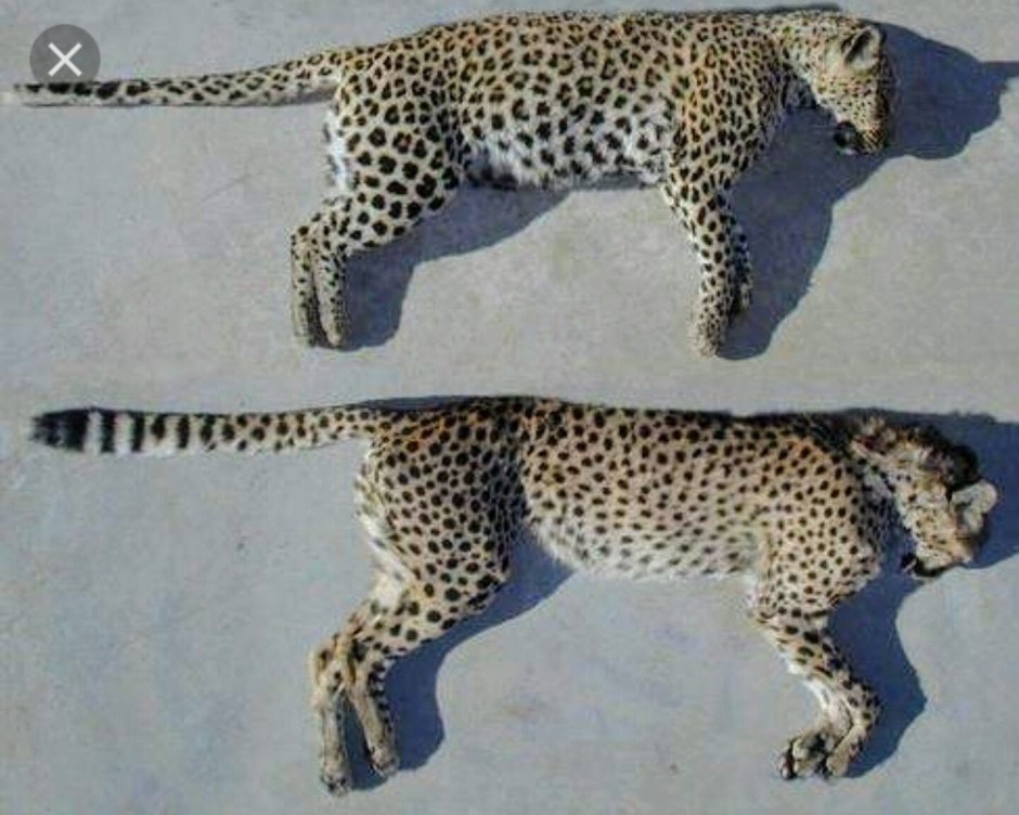 Пума Ягуар пантера