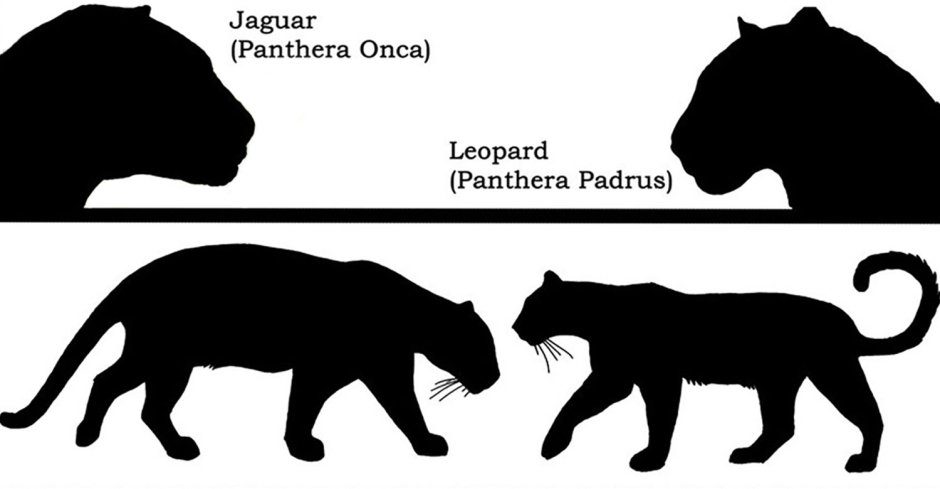 Леопард в прыжке