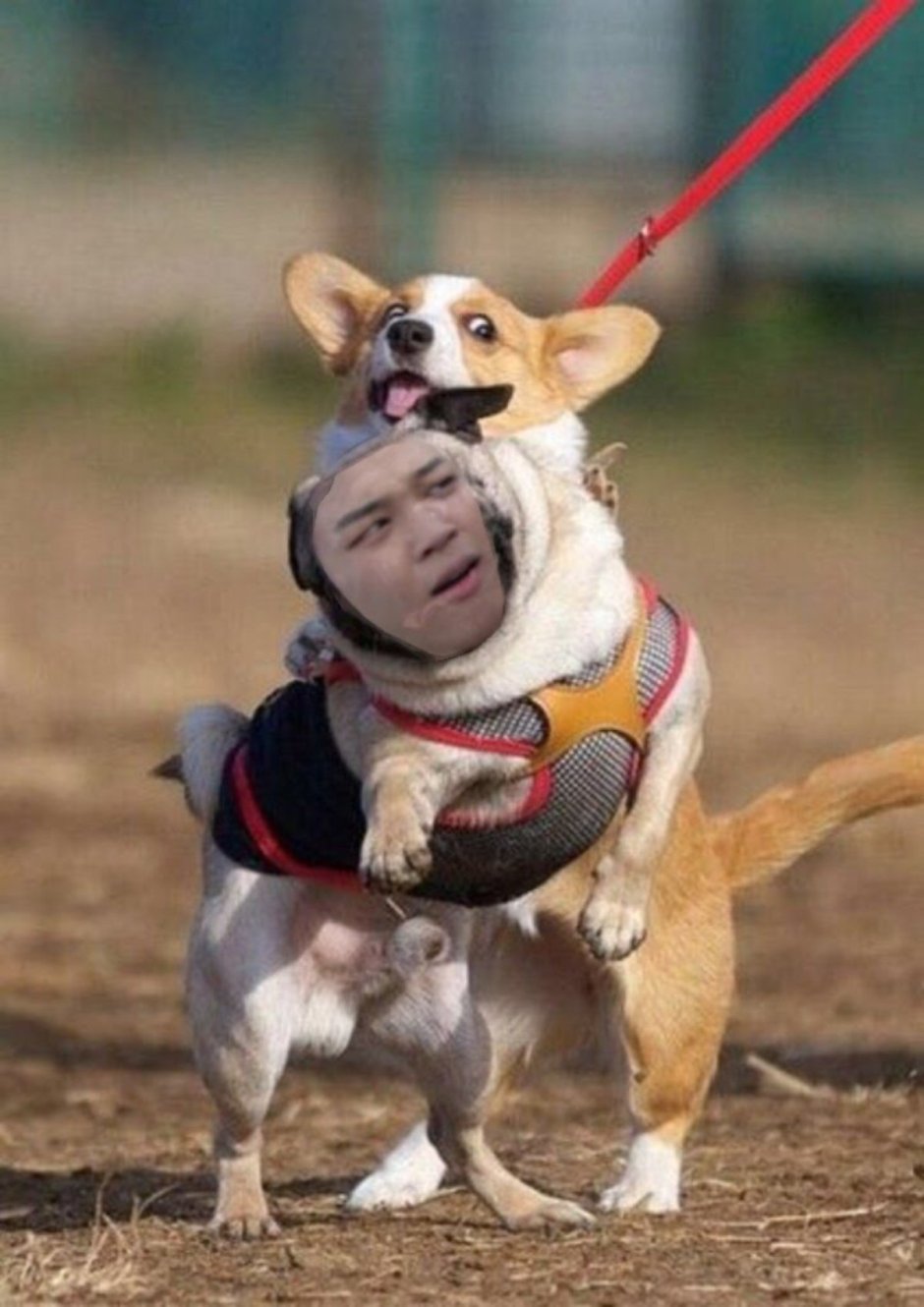 Мопс, корги, французский бульдог
