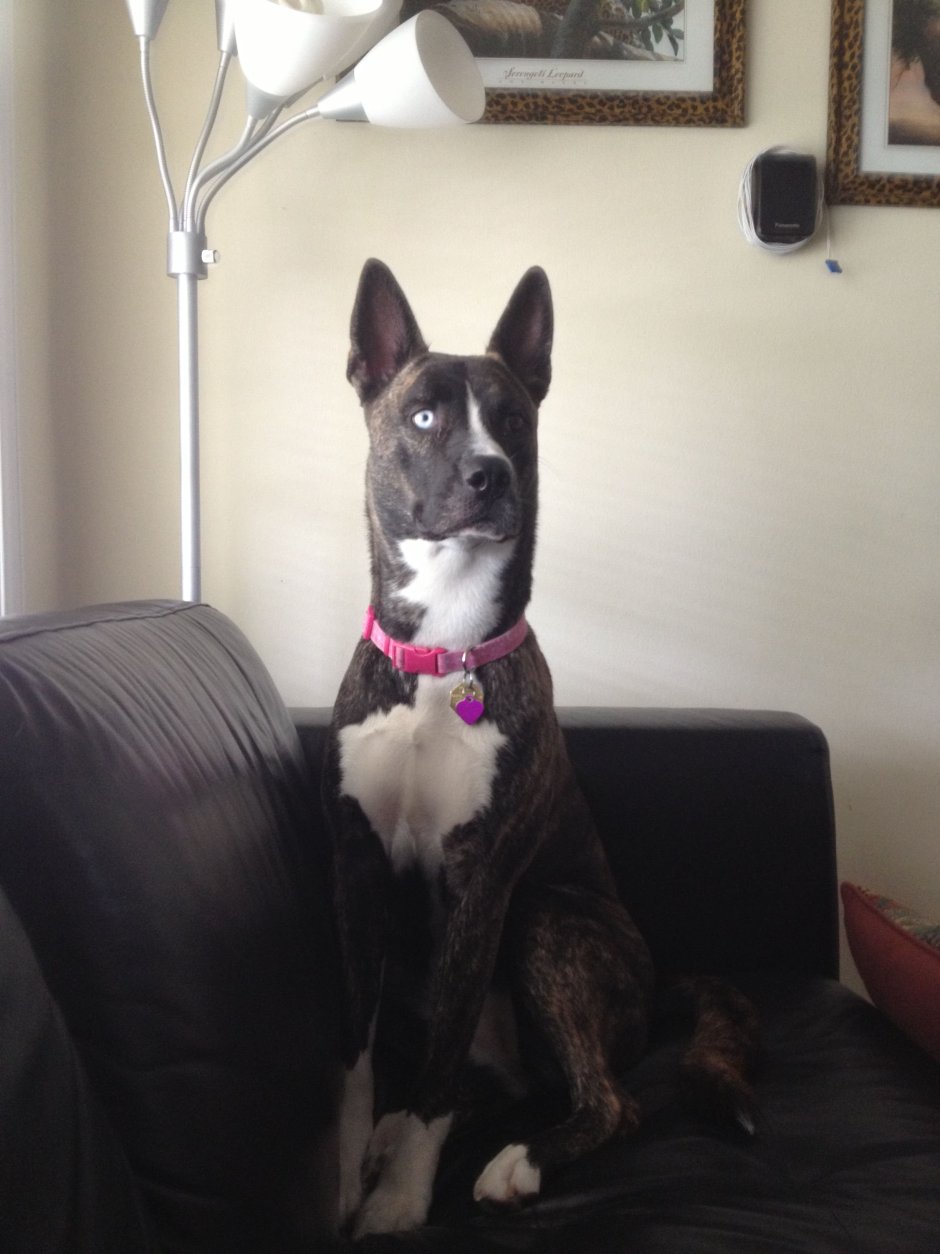 Husky Mix American Bulldog
