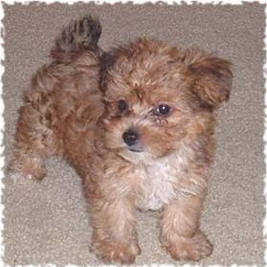 Йоркшир и пудель