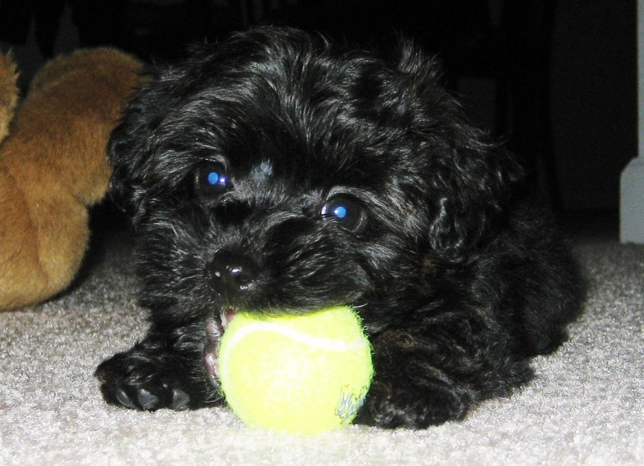 Йоркипу (Yorkie Poo)