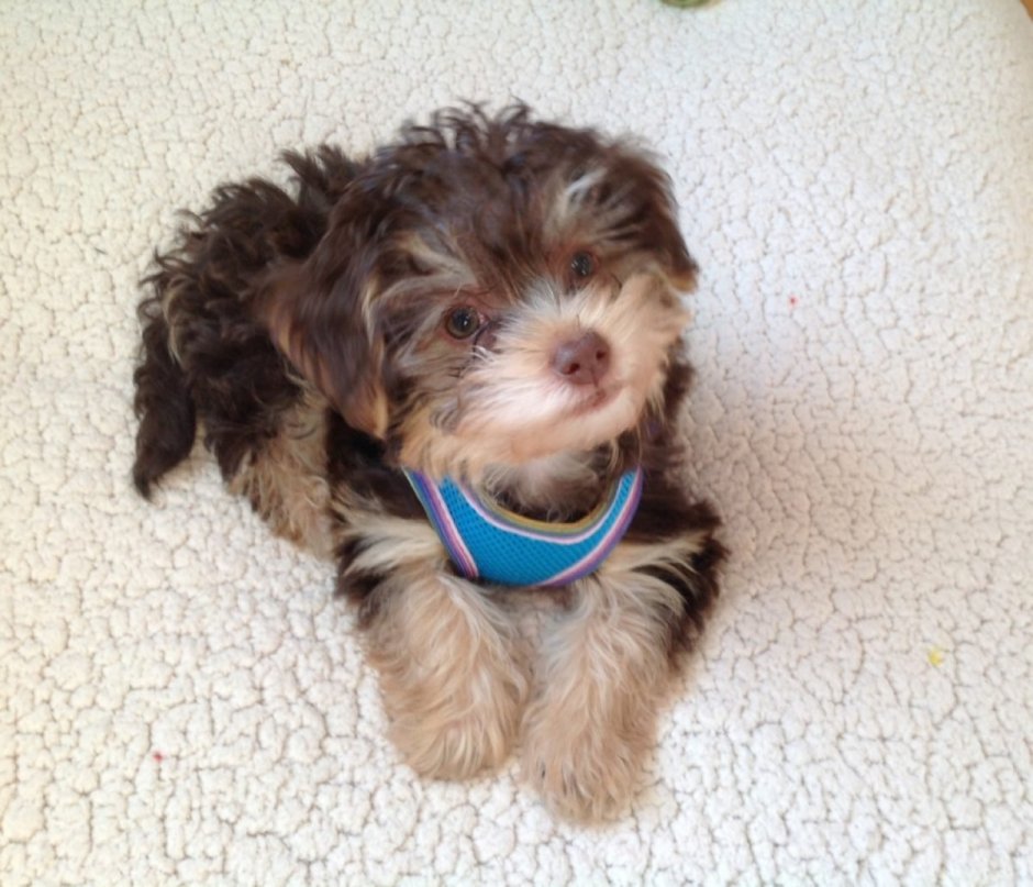 Метис Йорка и той пуделя