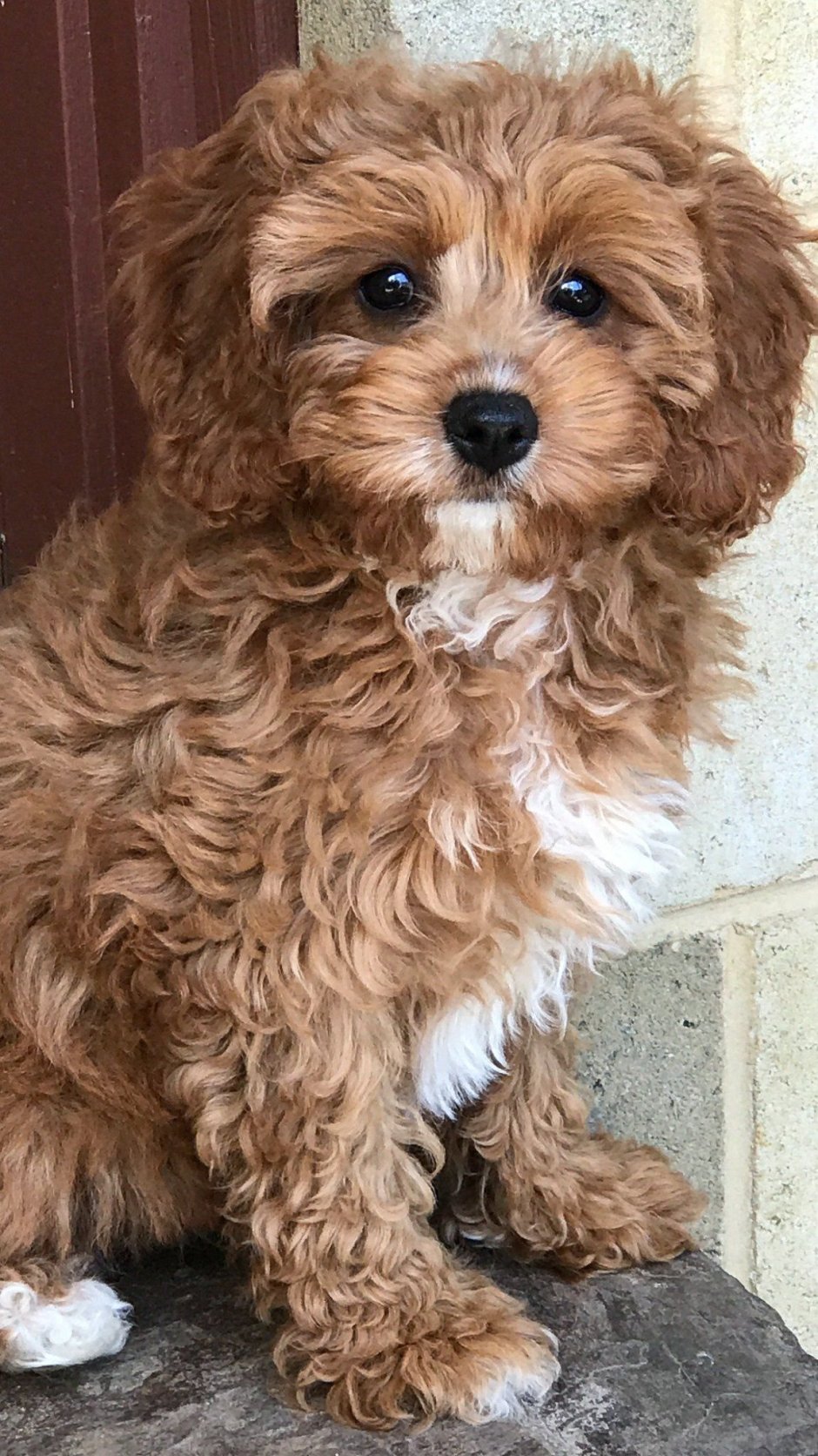 Кавапу и мальтипу