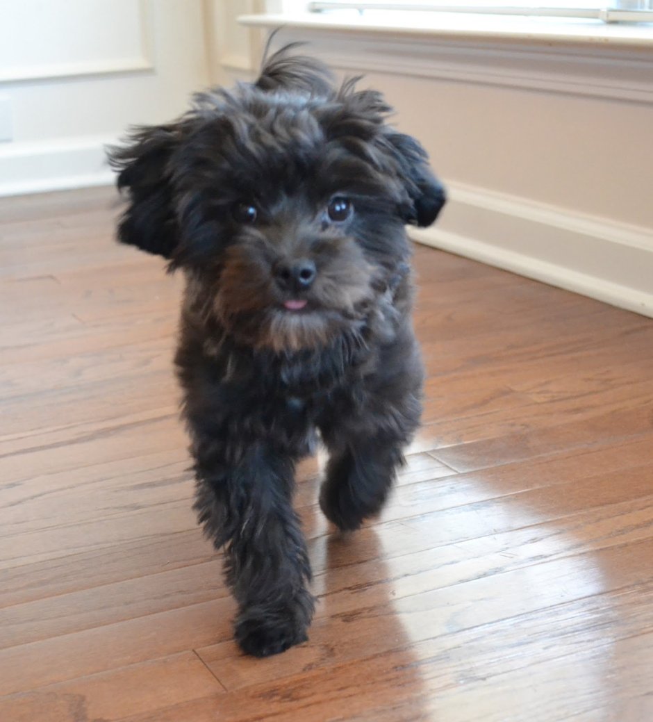 Мальтипу черный ф2