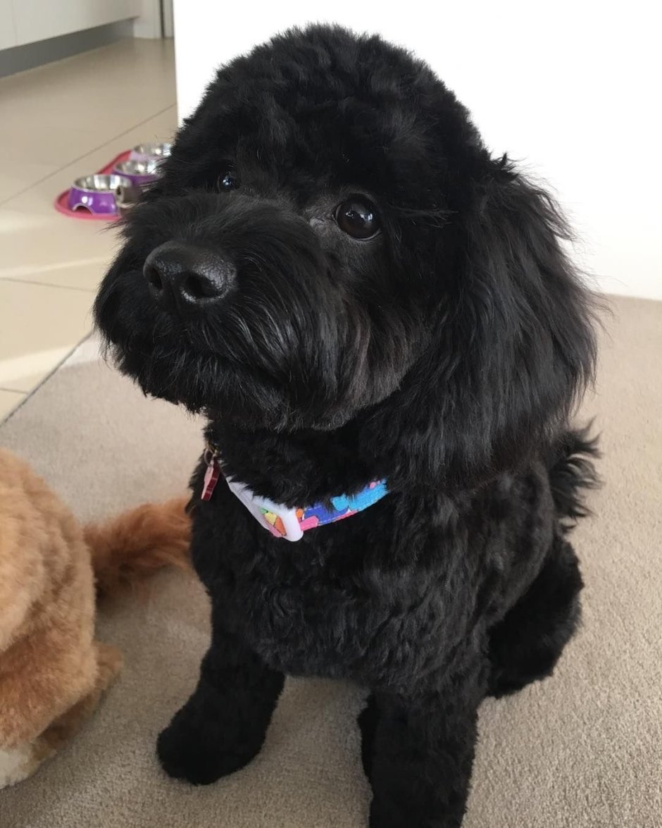 Пудель мальтипу чёрный