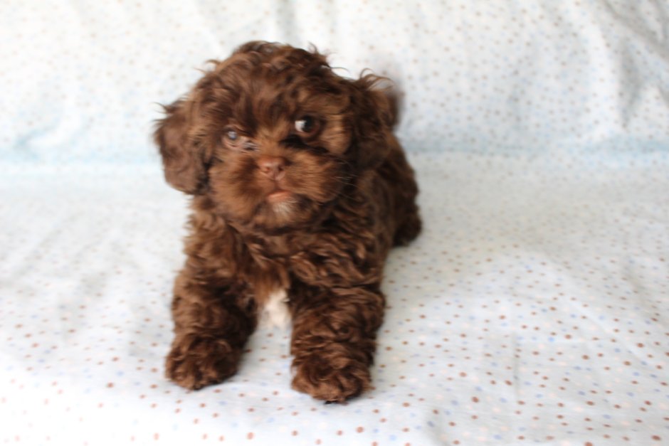 Мальтипу шоколадный