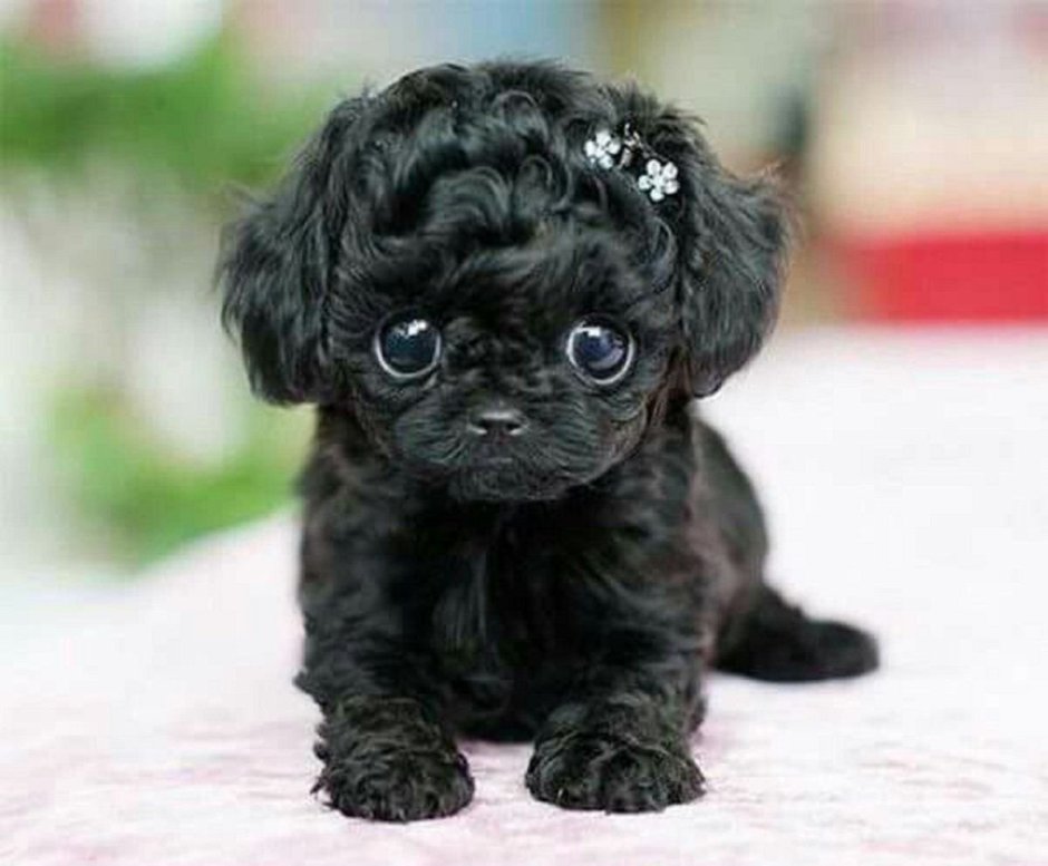 Алисия Браун порода собак