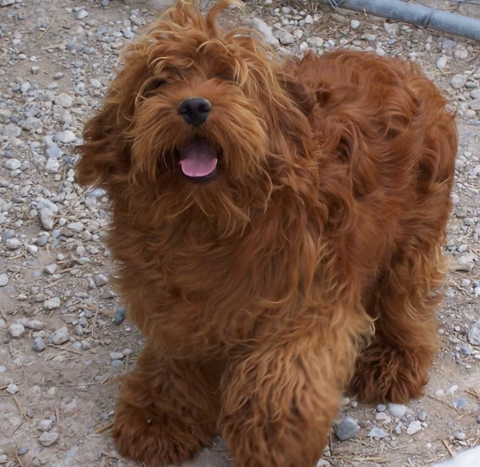 Мальтипу Кавапу кокапу Йоркипу