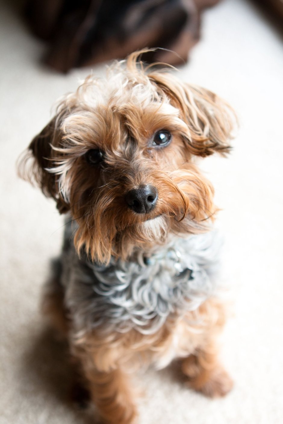 Кучерявый Йоркширский терьер