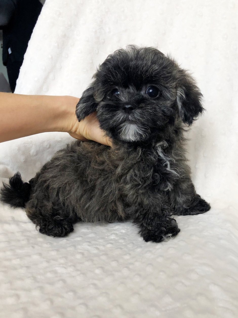 Флаффи пудель