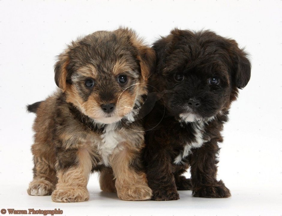 Картинки детеныша терьера