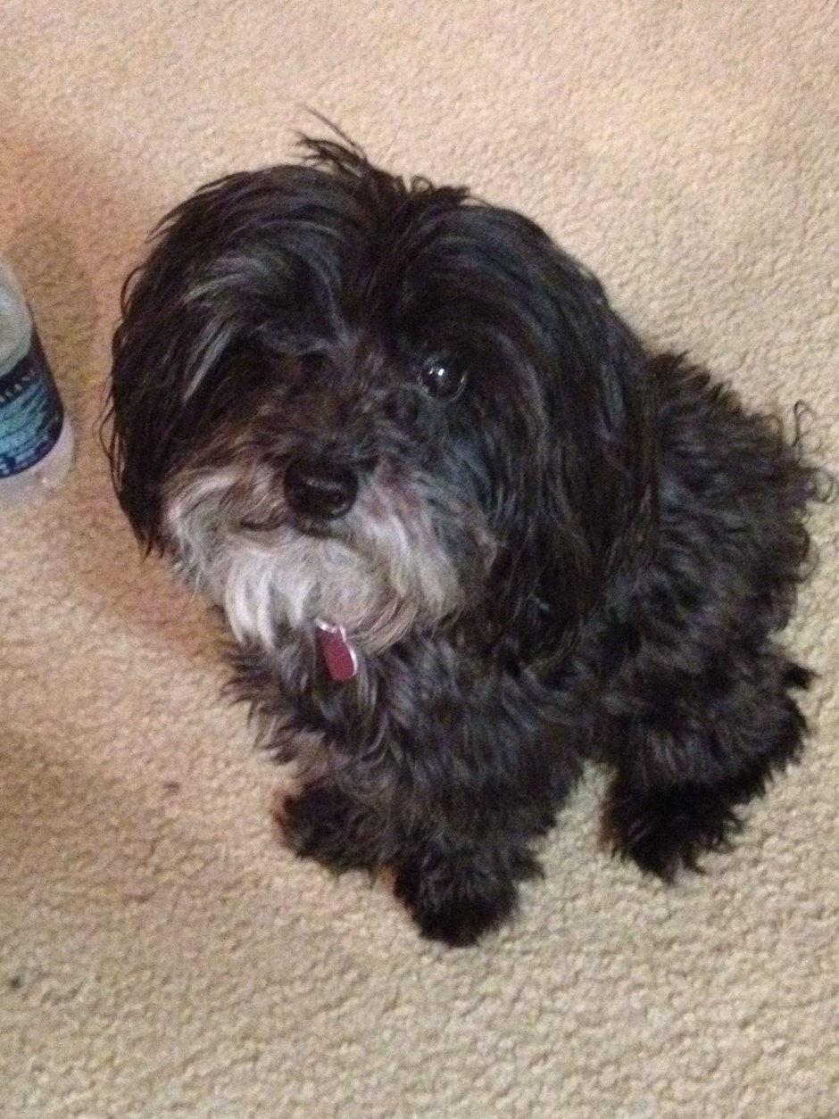 Йоркипу (Yorkie Poo)