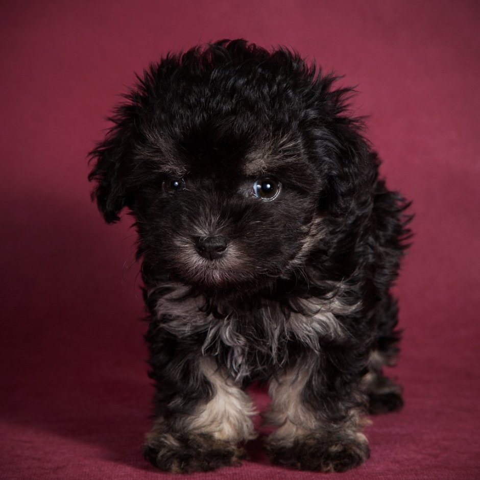 Мальтипу черный щенок